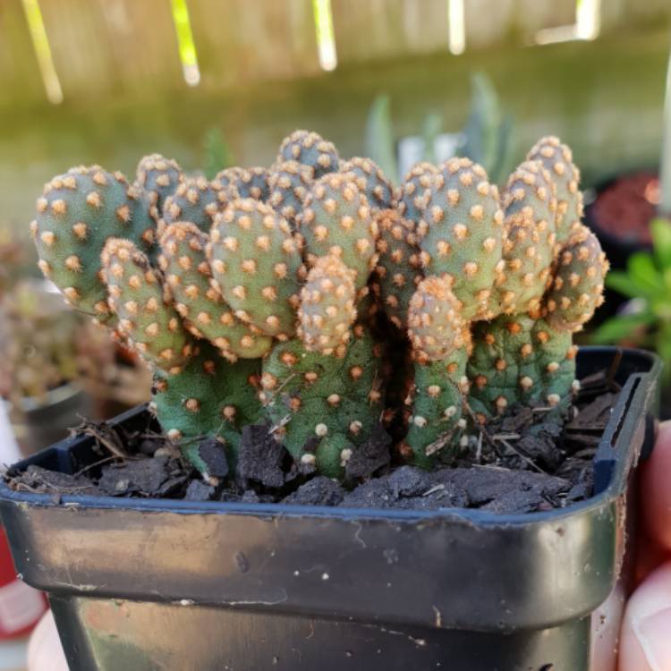 Plant image Opuntia rufida minima 'Monstrose'