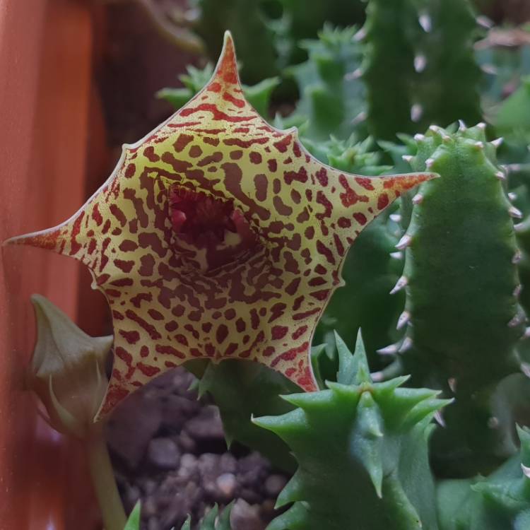 Plant image Huernia guttata subsp. guttata