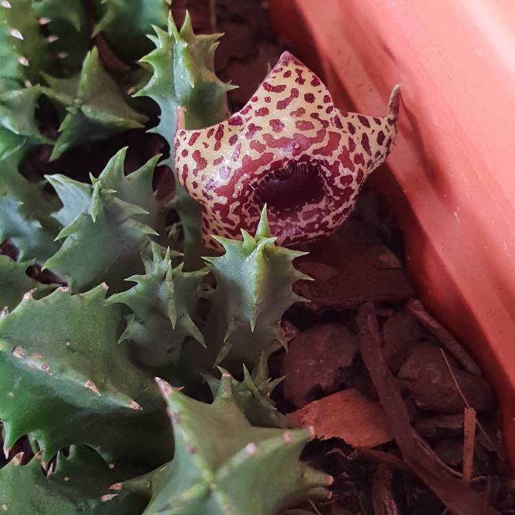 Plant image Huernia guttata subsp. guttata