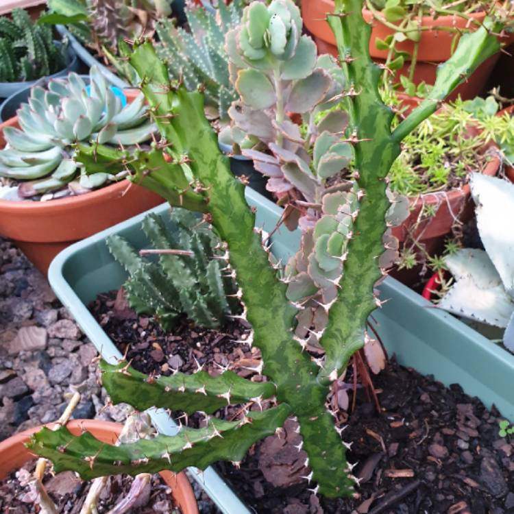 Plant image Euphorbia pseudocactus