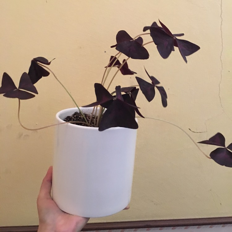 Plant image Oxalis Triangularis 'Mike'