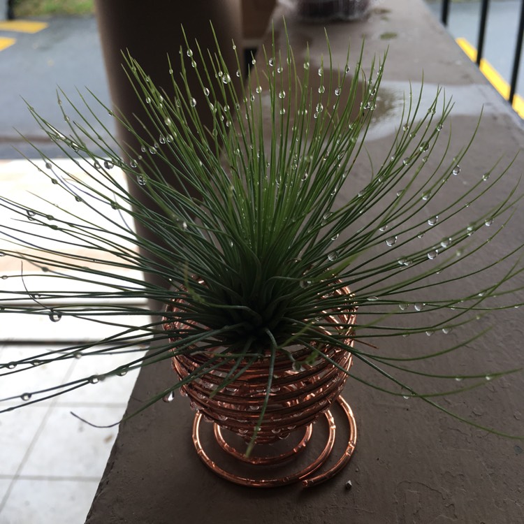 Plant image Tillandsia andreana