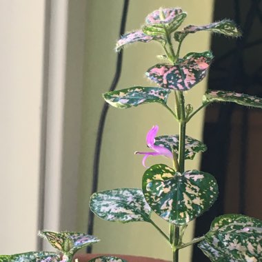 Hypoestes phyllostachya 'Pink Splash'