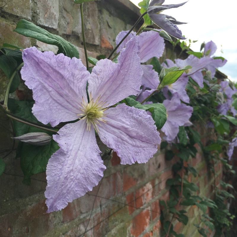 Clematis 'Blue Angel'