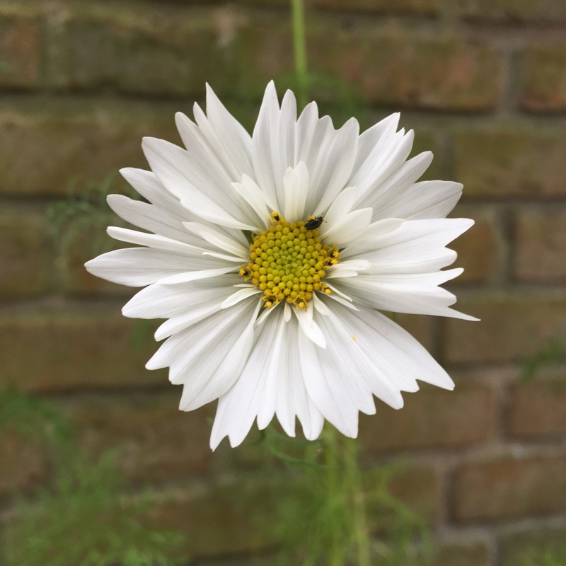 Cosmea 'Cupcake'