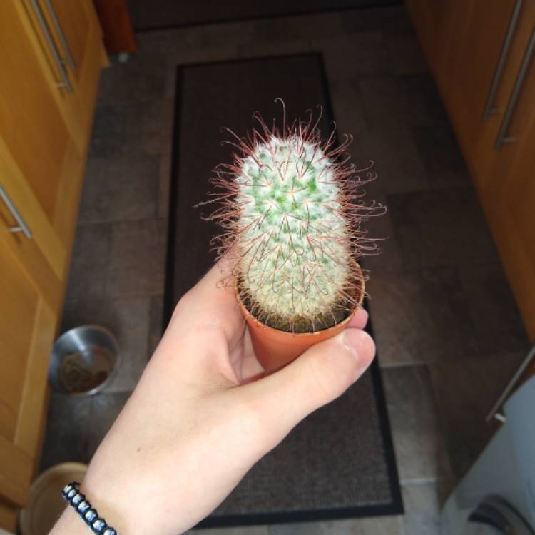 Plant image Mammillaria bombycina