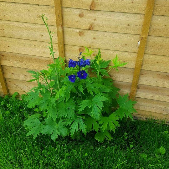 Delphinium 'Skyline'