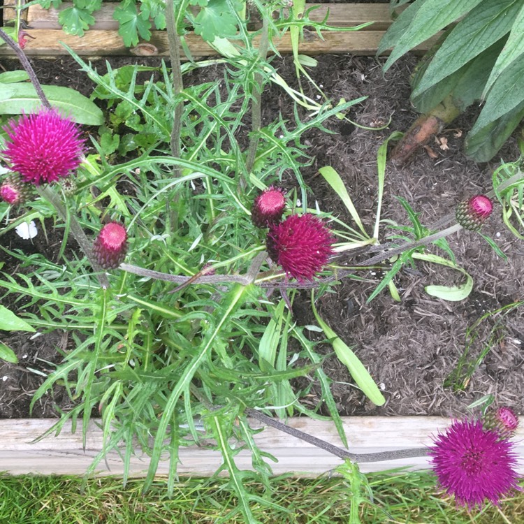 Plant image Cirsium rivulare 'Trevor's Blue Wonder'