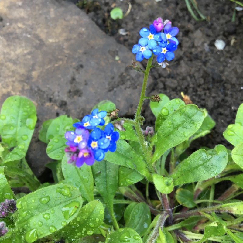 Plant image Myosotis sylvatica 'Mon Amie Blue'