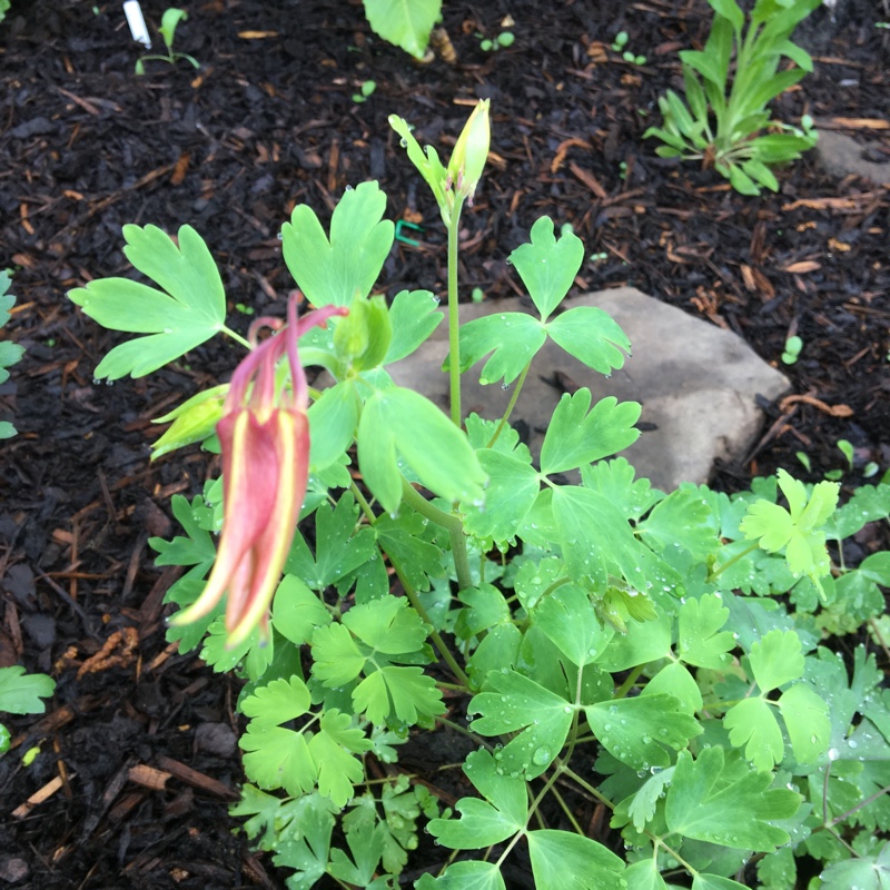 Plant image Aquilegia flabellata 'Cameo Rose White'