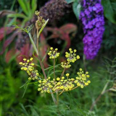 Fennel 'Giant Bronze'