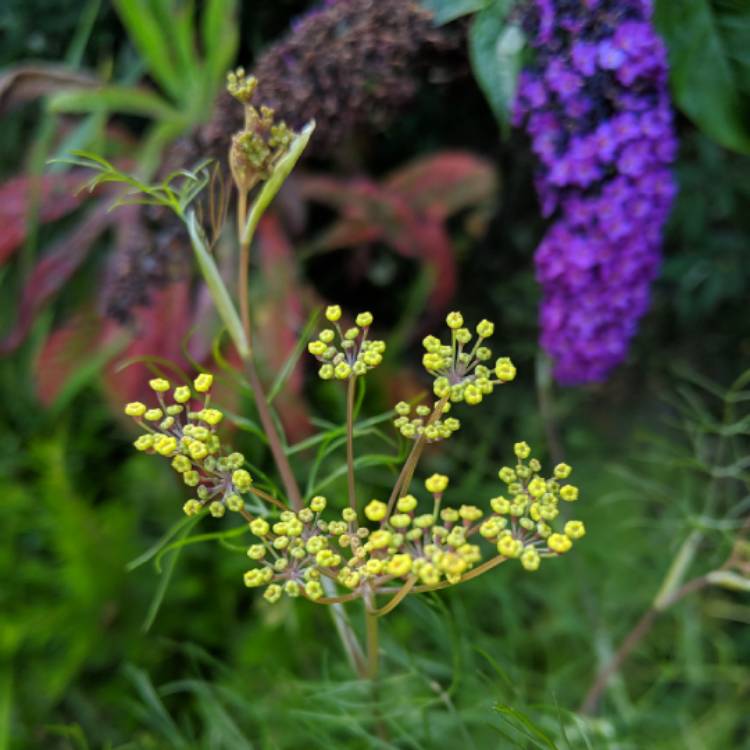 Plant image Foeniculum vulgare 'Giant Bronze' syn. Ferula 'Giant Bronze', Ferula communis 'Giant Bronze'