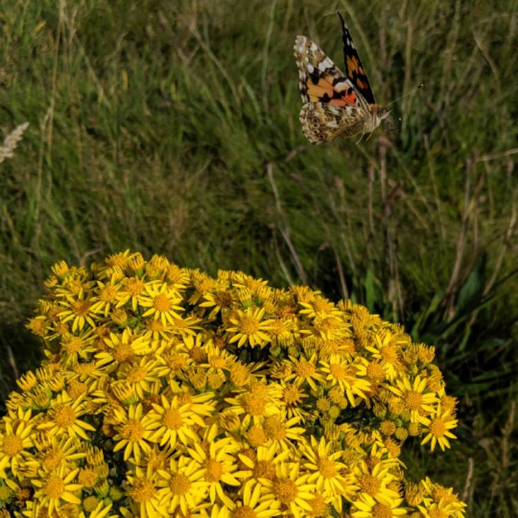 Plant image Senecio Jacobaea