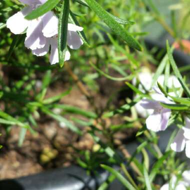 Westringia longfolia