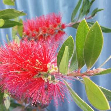 Callistemon Citrinus 'Endeavour'