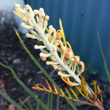 Grevillea 'Honey Gem'