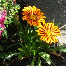 Plant image Gazania 'Sunbathers Tikal'