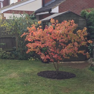 Japanese Maple