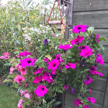 Trailing Petunia