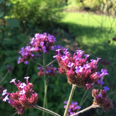 Purple Top Vervain