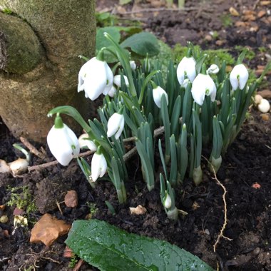 Snowdrop (Species) Common Snowdrop