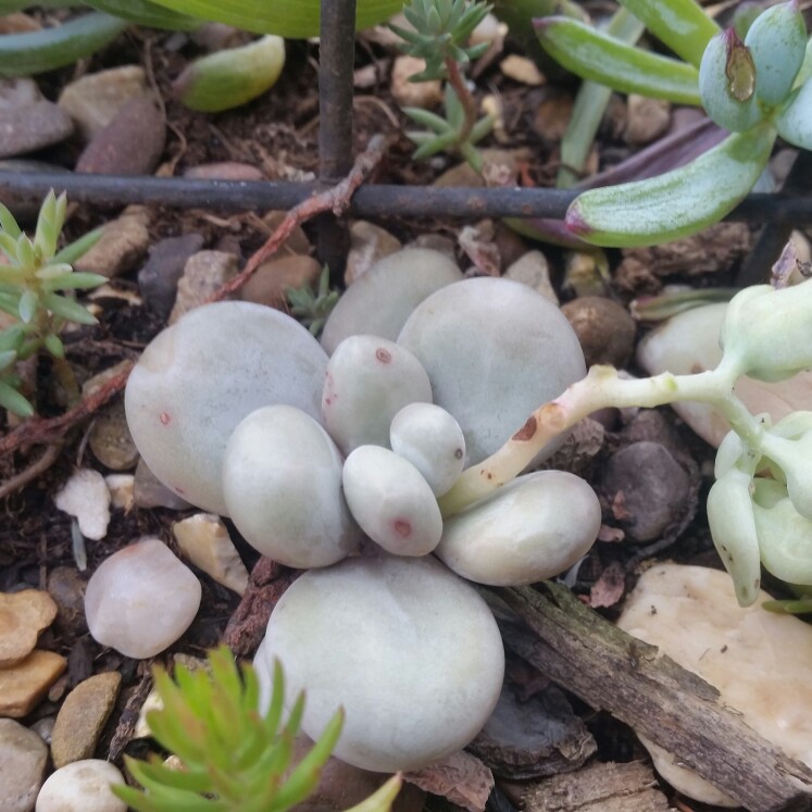 Pachyphytum oviferum