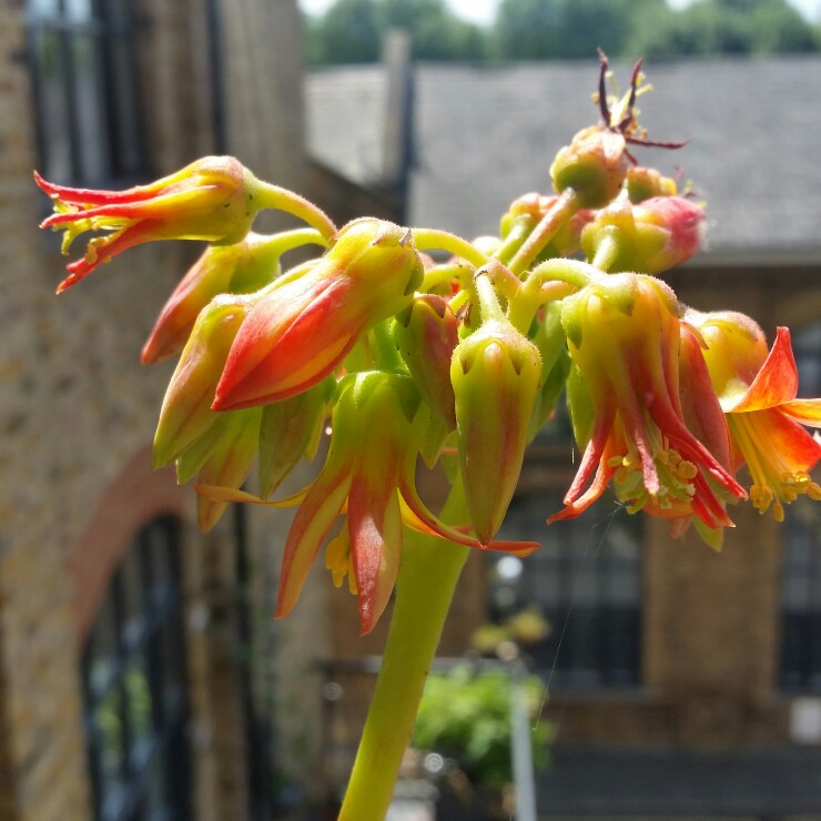 Plant image Cotyledon Orbiculata var. Oblongata