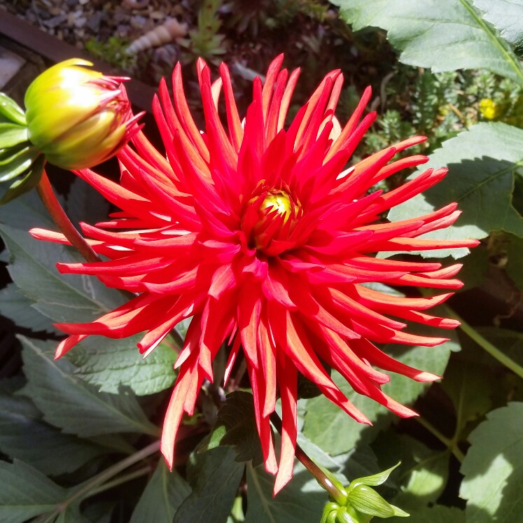 Dahlia