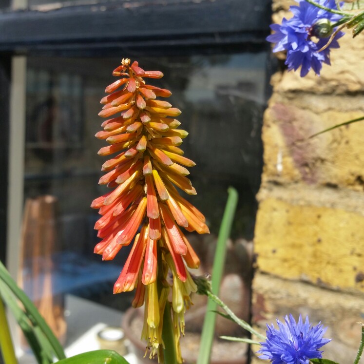 Plant image Kniphofia 'Tawny King'