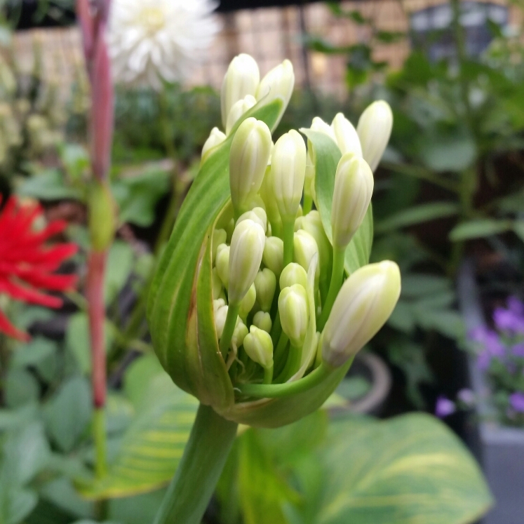 Plant image Agapanthus africanus 'Albus'