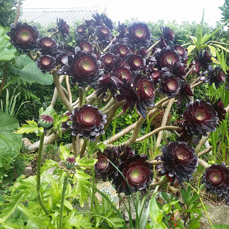 Aeonium (Unknown Variety)