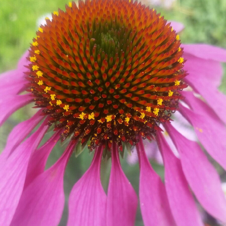 Coneflower 'Magnus'