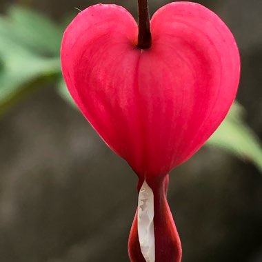 Bleeding Heart 'Valentine'