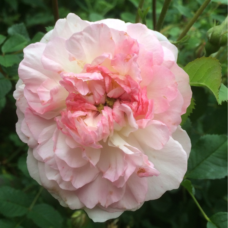 Rosa 'Rosemoor', Rose 'Rosemoor' - uploaded by @benjitzers