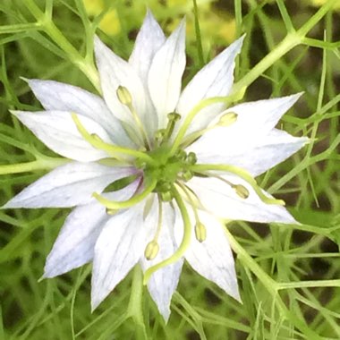 Nigella damascena 'Persian Jewels'