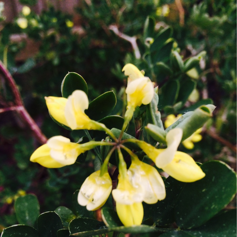 Coronilla valentina subsp. glauca 'Citrina' syn. Coronilla glauca 'Citrina', Coronilla valentina 'Citrina'