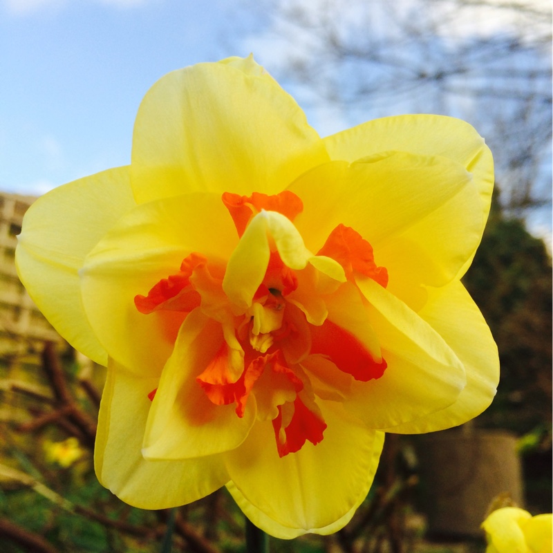 Narcissus 'Tahiti'