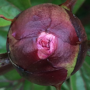 Paeonia