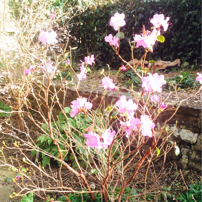 Plant image Rhododendron 'Praecox' syn. R. x praecox