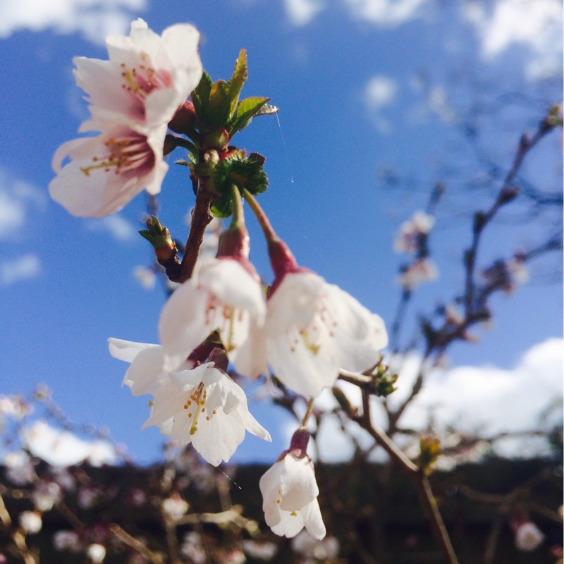 Prunus incisa 'Kojo-no-mai'