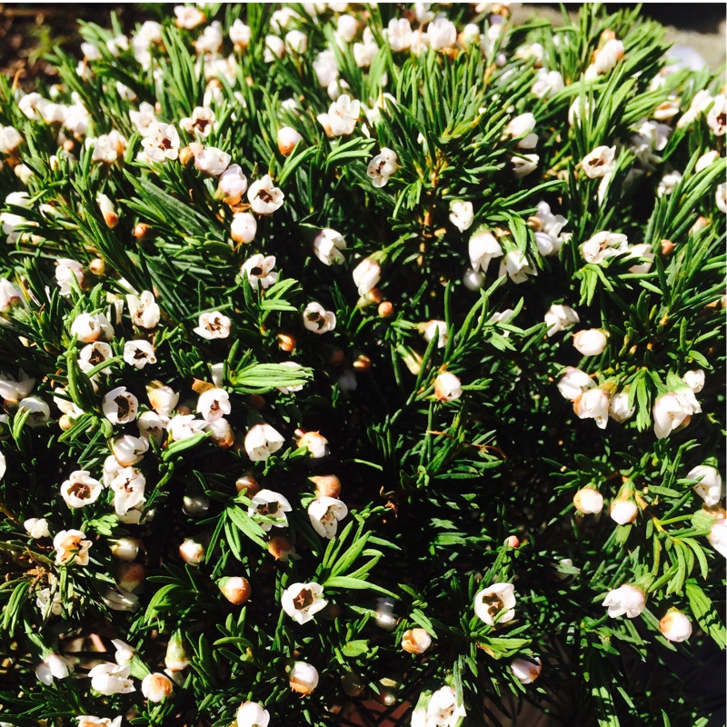 Plant image Chamelaucium uncinatum 'Snowflake'