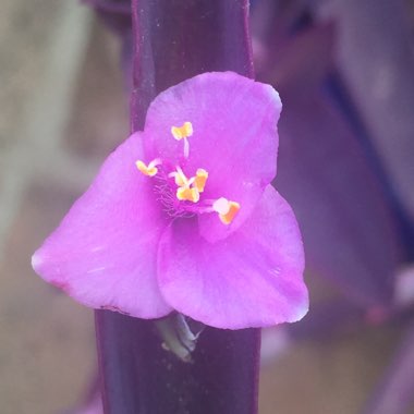 Tradescantia pallida 'Purpurea' syn. Tradescantia pallida 'Purple Heart'