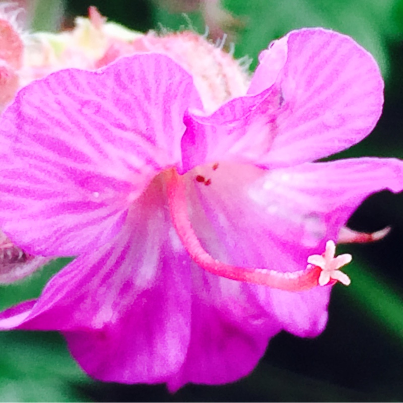 Plant image Geranium macrorrhizum 'Ingwersen's Variety'