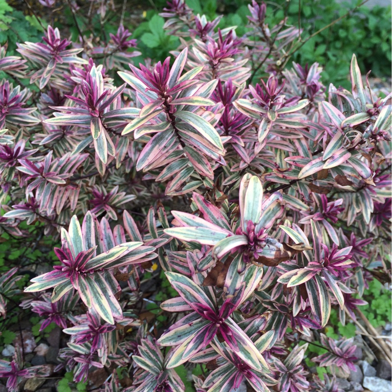 Plant image Hebe 'Purple Shamrock'