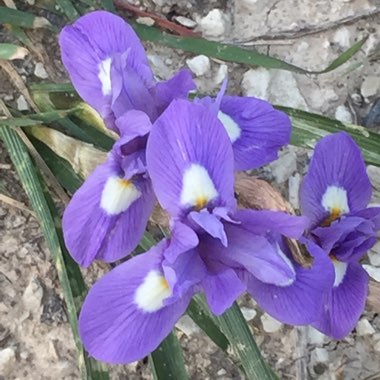 Wide Leaved Iris