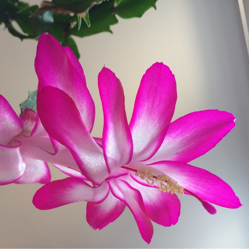 Schlumbergera truncata Madam Butterfly