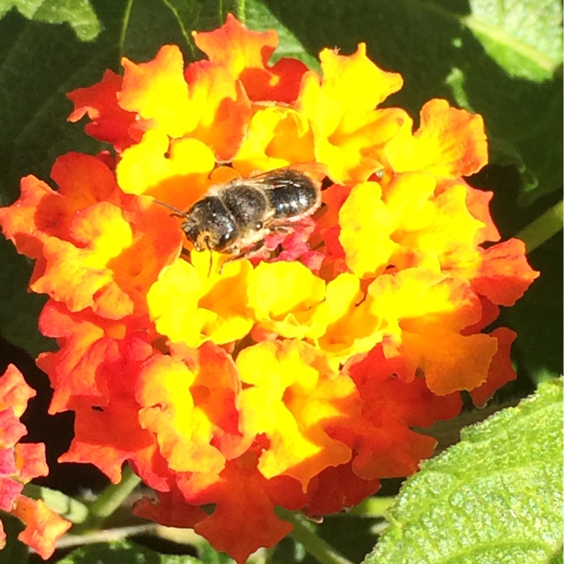 Lantana camara