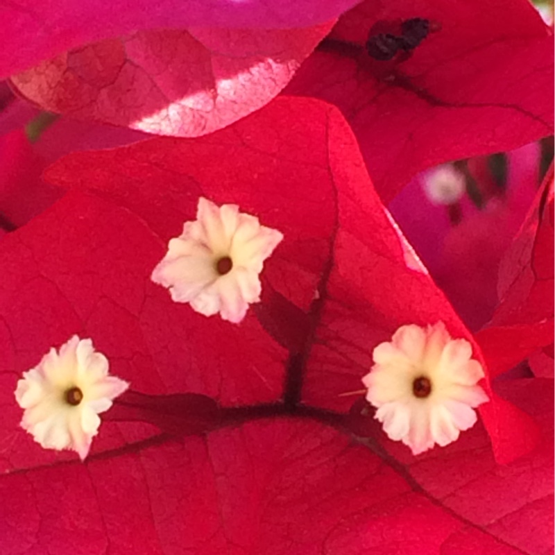 Bougainvillea 'Elsbeth'