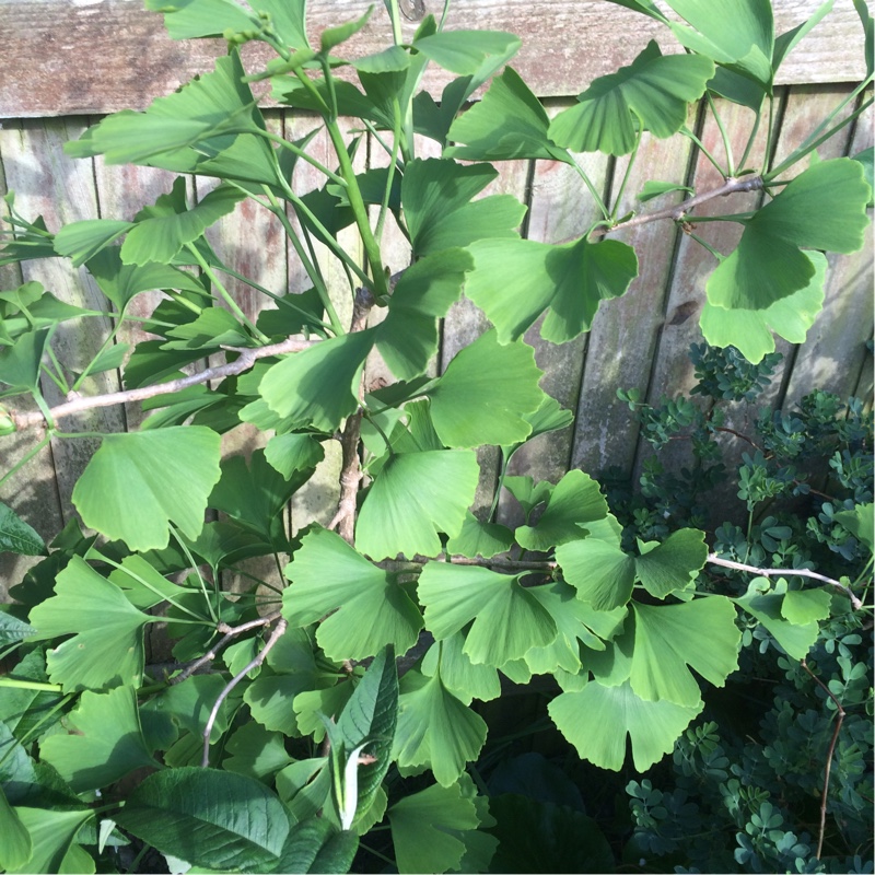 Ginkgo biloba 'Horizontalis'