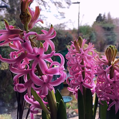 Hyacinthus orientalis